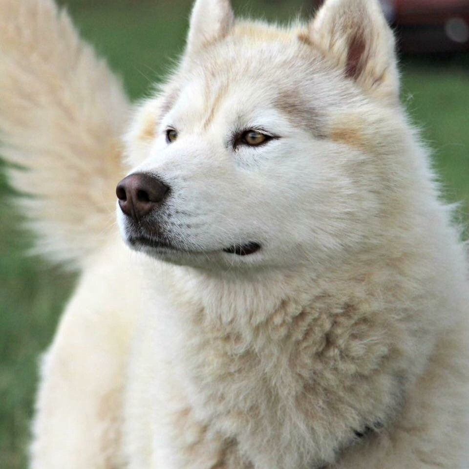 Hatchi Des garrigues du loup du canebas