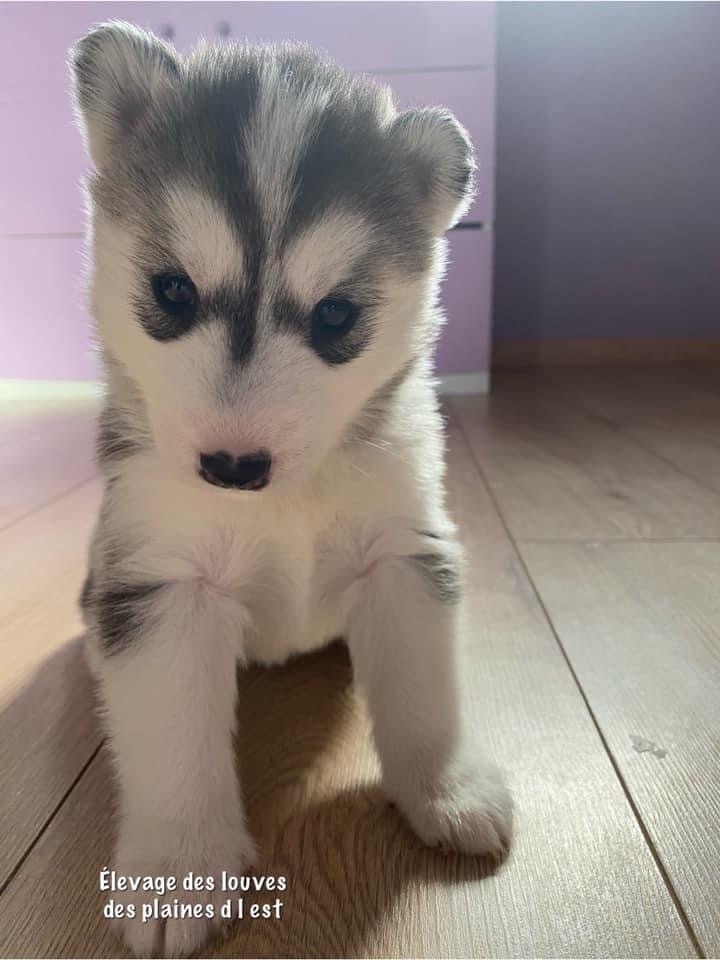 Des Louves Des Plaines De L'Est - Siberian Husky - Portée née le 25/10/2020