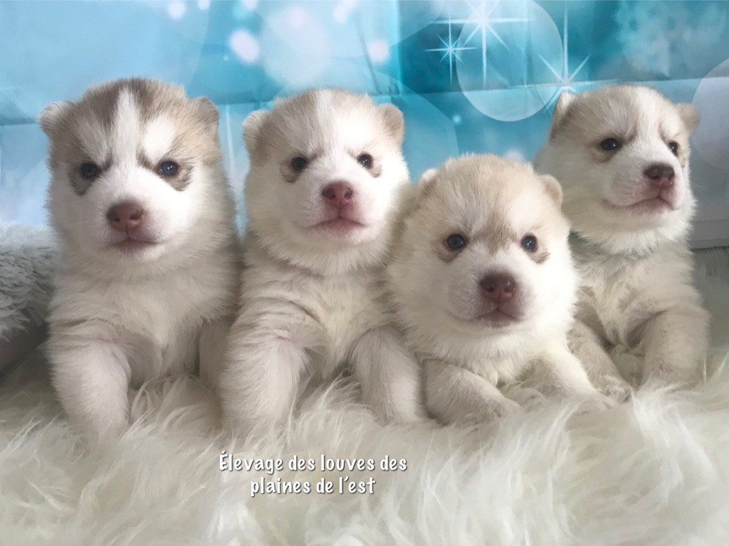 Des Louves Des Plaines De L'Est - Siberian Husky - Portée née le 19/01/2020