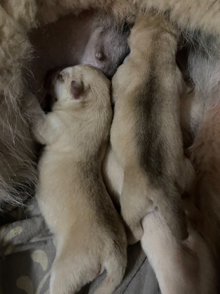 Des Louves Des Plaines De L'Est - Siberian Husky - Portée née le 07/02/2021