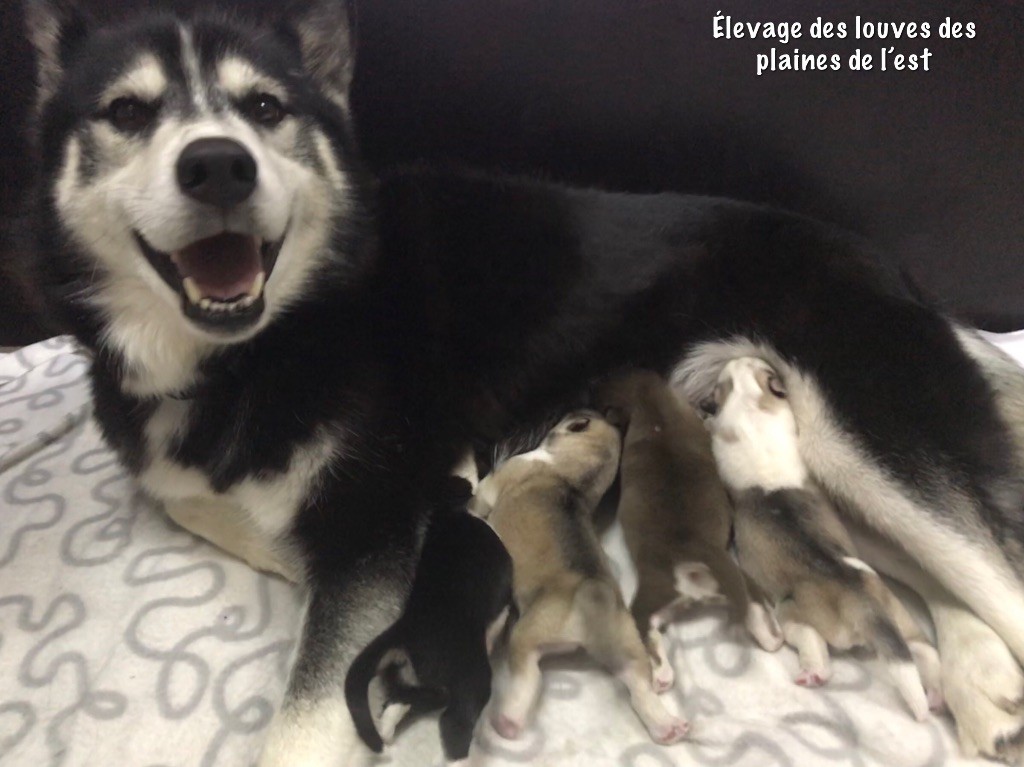 Des Louves Des Plaines De L'Est - Siberian Husky - Portée née le 09/11/2018