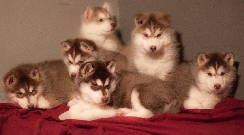 Des Louves Des Plaines De L'Est - Siberian Husky - Portée née le 29/10/2014