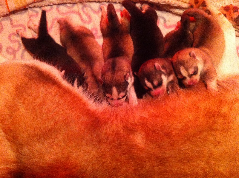Des Louves Des Plaines De L'Est - Siberian Husky - Portée née le 16/11/2013