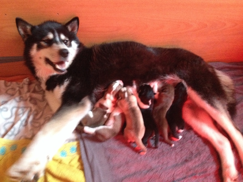 Des Louves Des Plaines De L'Est - Siberian Husky - Portée née le 15/02/2014