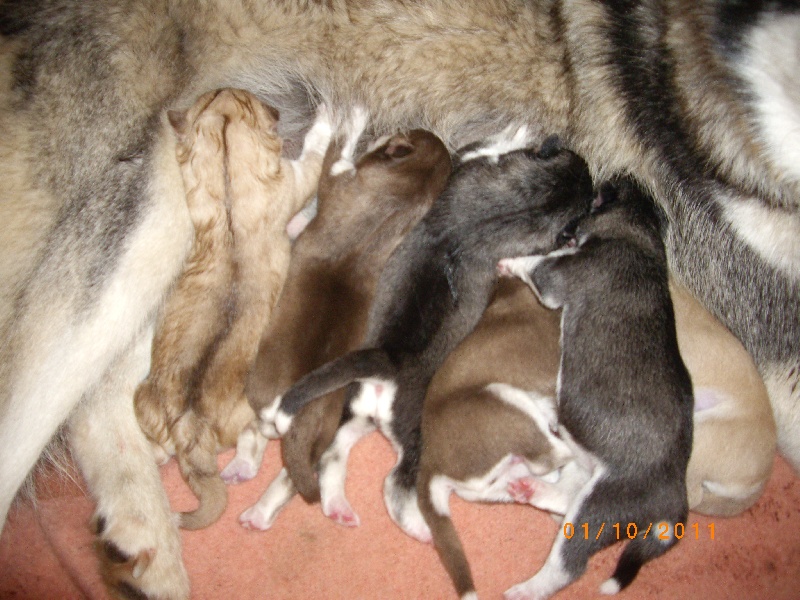 Des Louves Des Plaines De L'Est - Siberian Husky - Portée née le 01/10/2011
