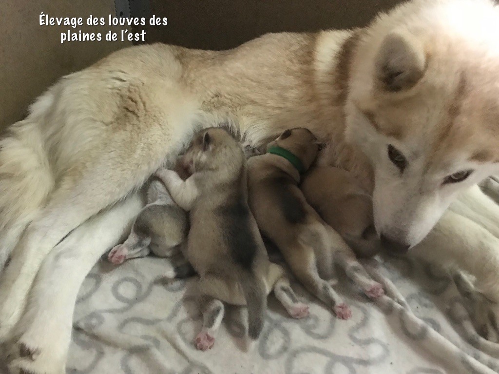 Des Louves Des Plaines De L'Est - Siberian Husky - Portée née le 06/11/2018