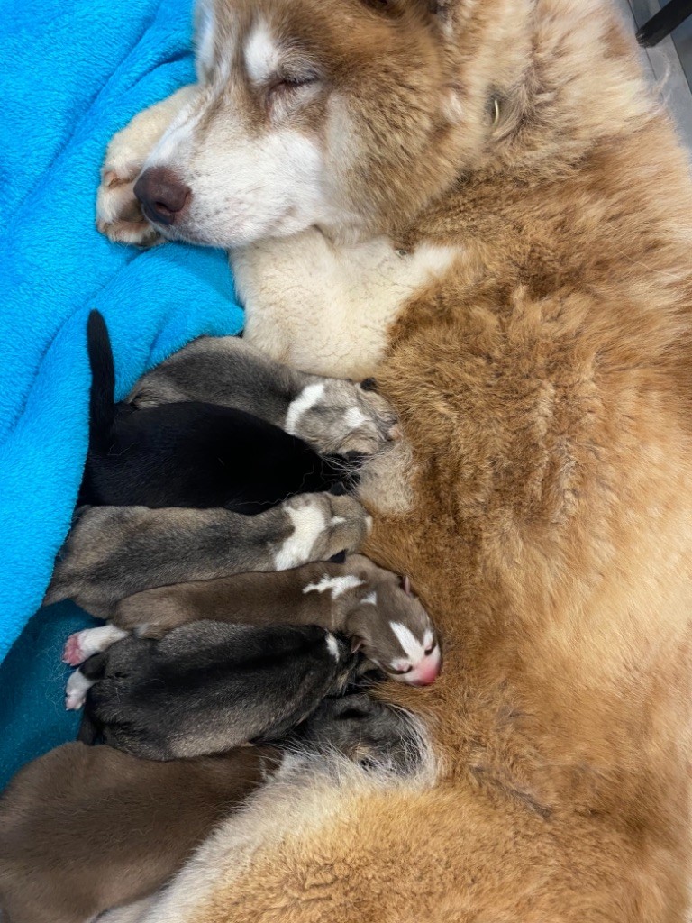 Des Louves Des Plaines De L'Est - Siberian Husky - Portée née le 10/08/2021