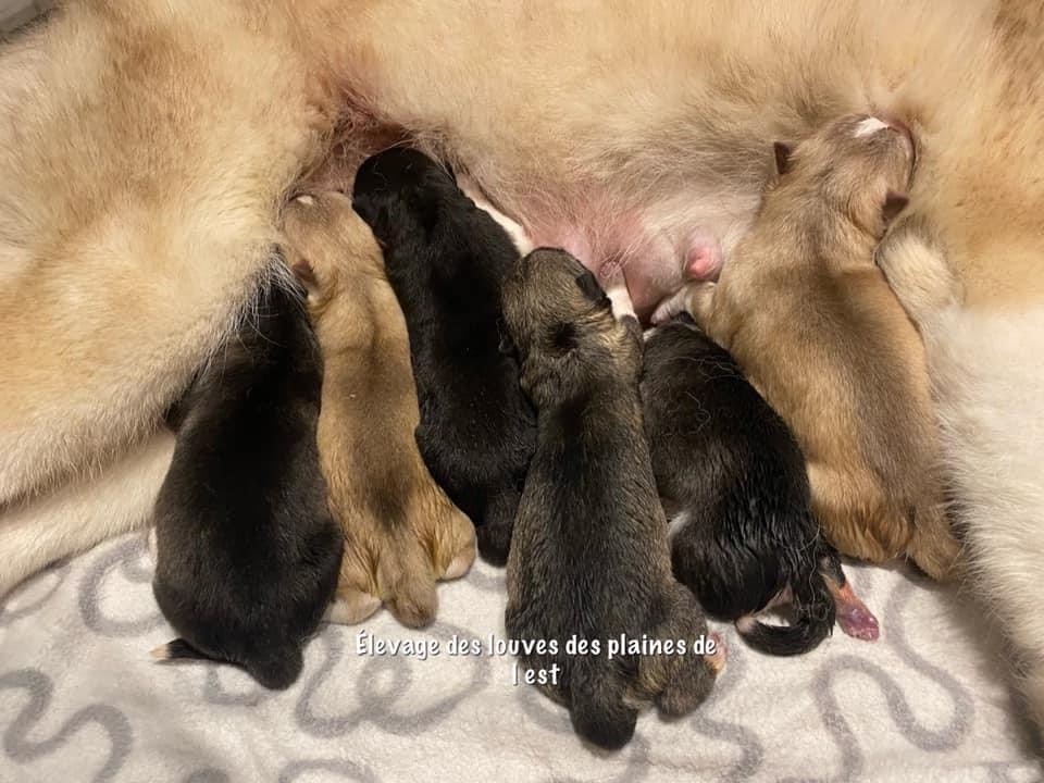 Des Louves Des Plaines De L'Est - Siberian Husky - Portée née le 15/08/2021