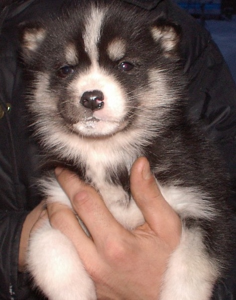 goumi