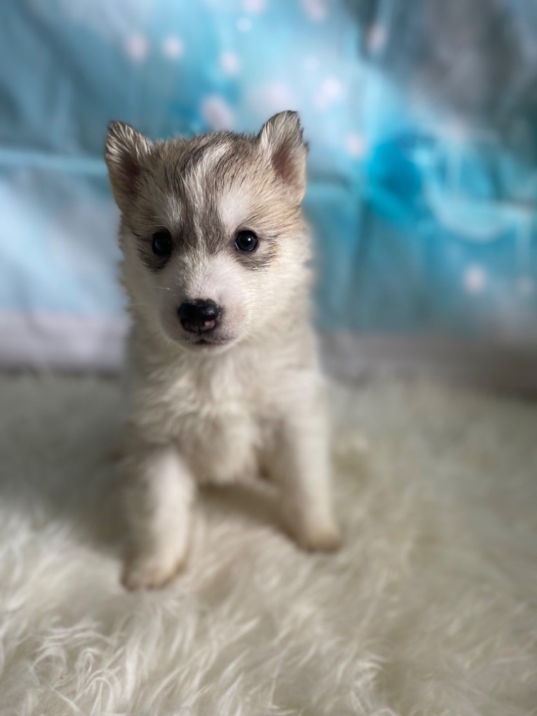 Des Louves Des Plaines De L'Est - Chiots disponibles - Siberian Husky