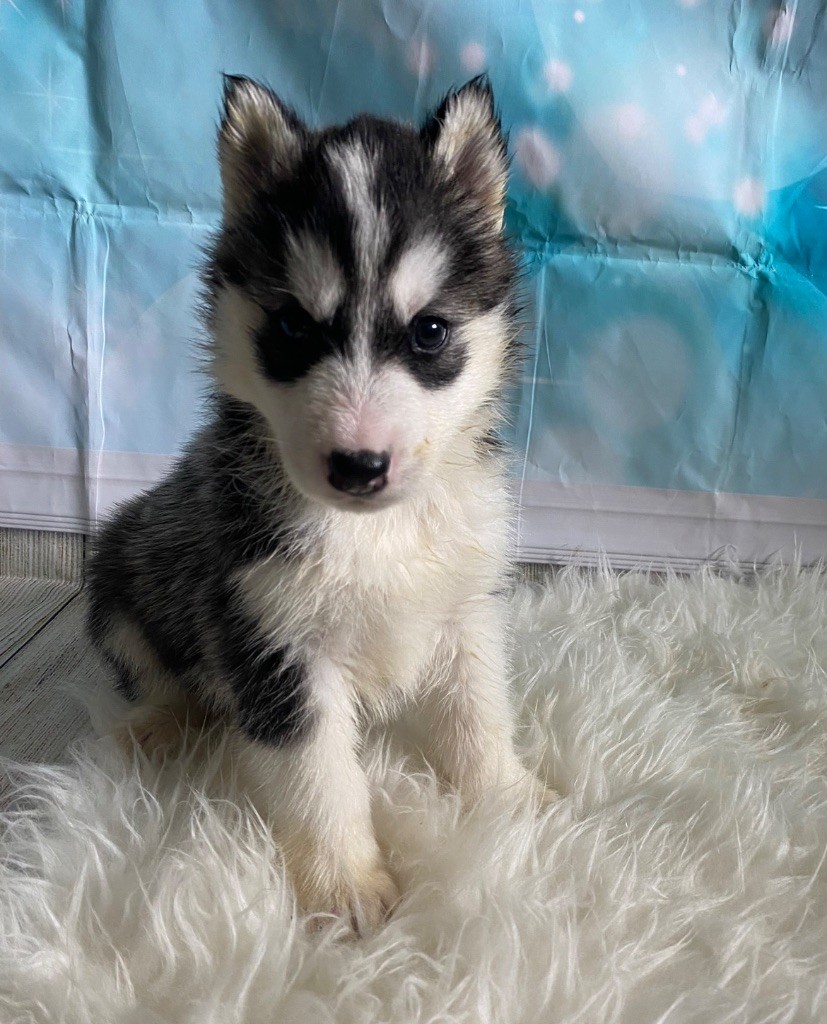 Des Louves Des Plaines De L'Est - Chiots disponibles - Siberian Husky